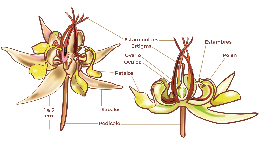 Flor de cacao